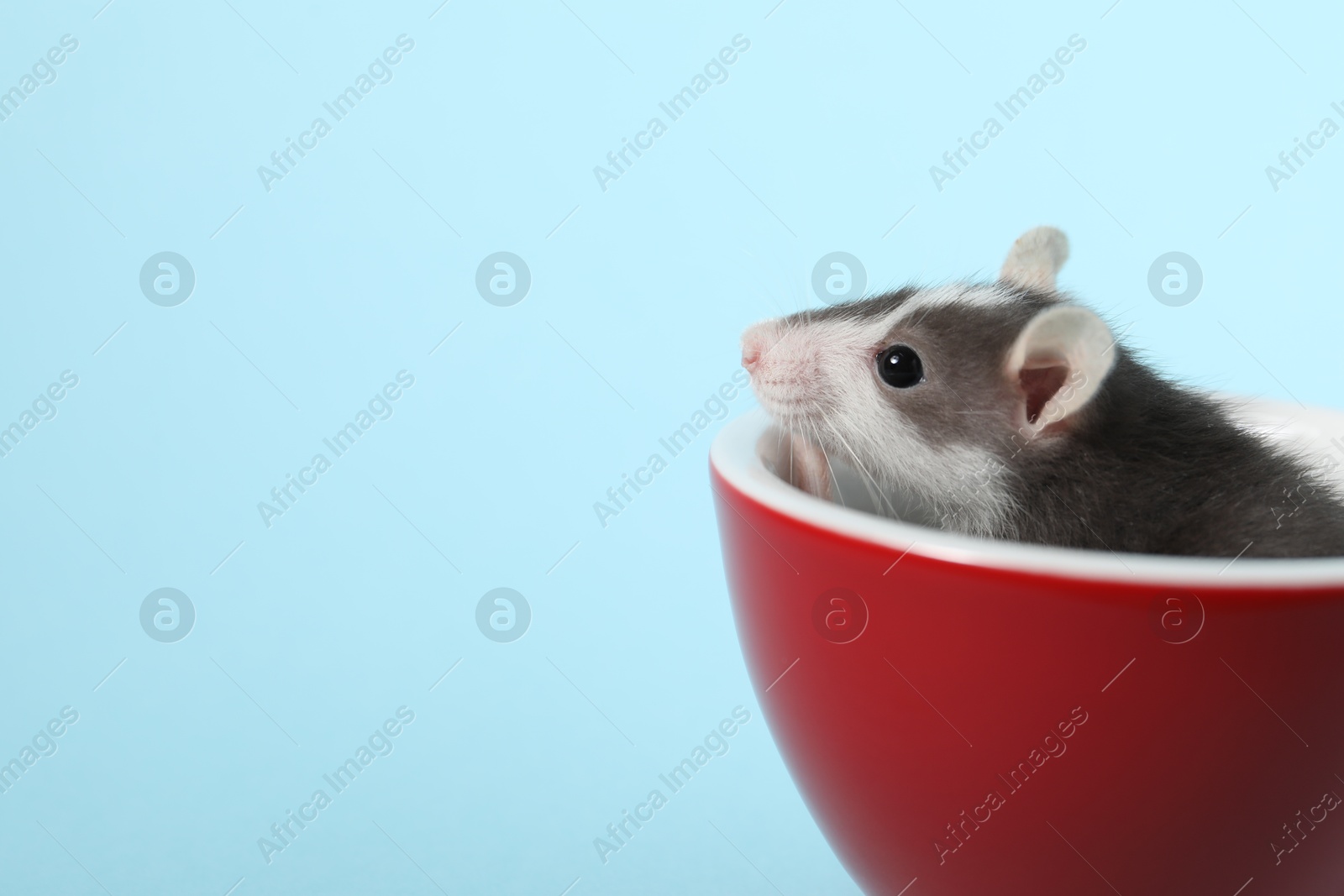 Photo of Adorable little rat peeking out of cup on light background, closeup. Space for text