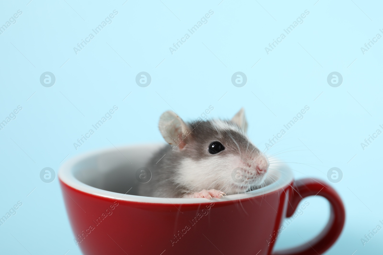 Photo of Adorable little rat peeking out of cup on light background, closeup