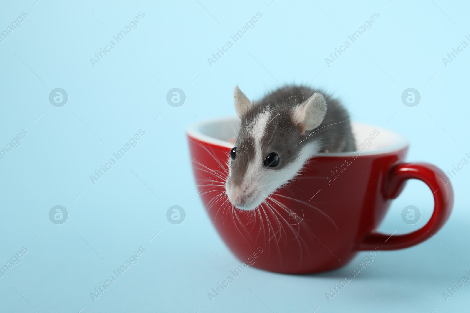 Photo of Adorable little rat peeking out of cup on light background. Space for text