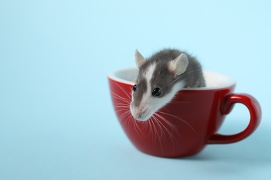 Adorable little rat peeking out of cup on light background. Space for text