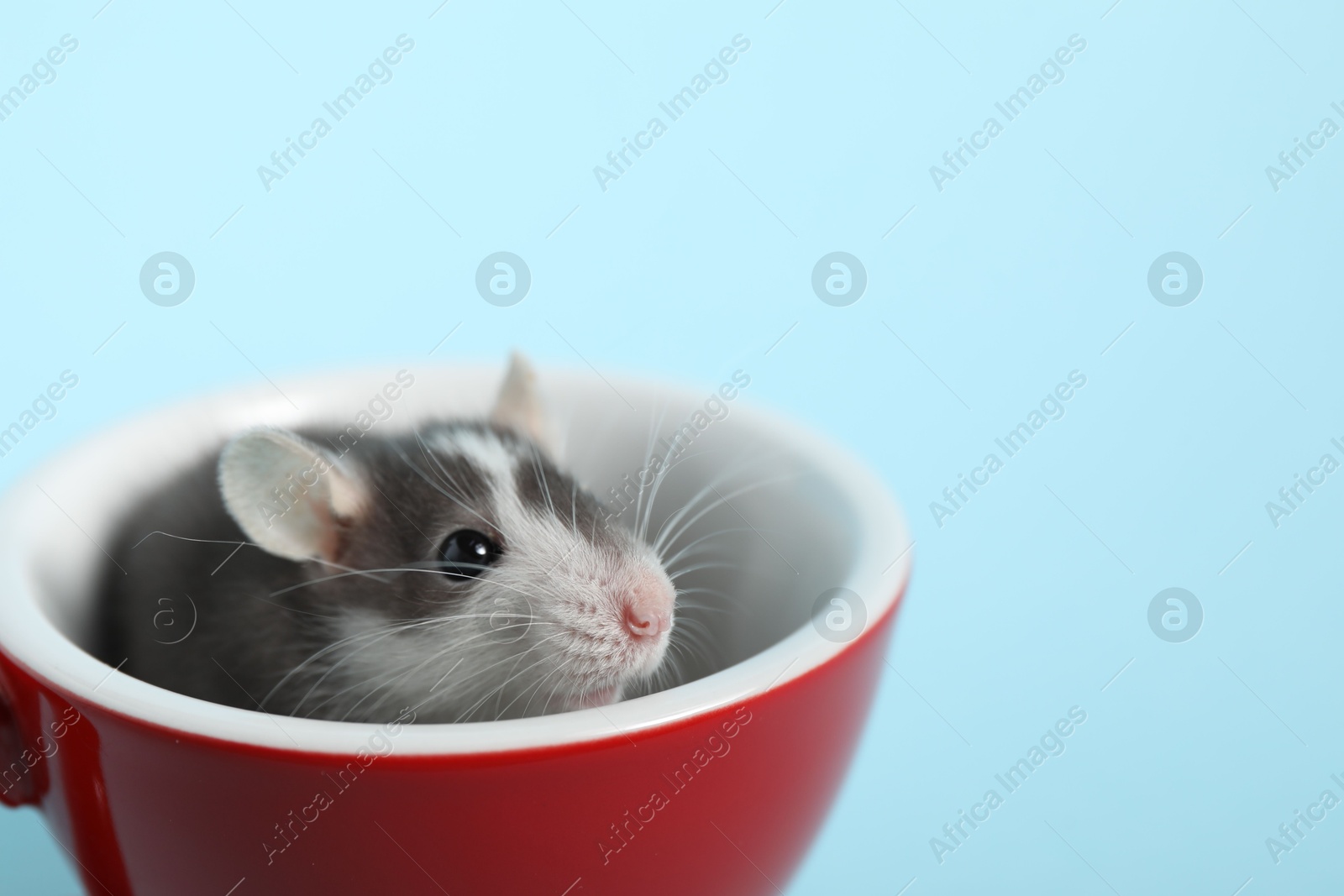 Photo of Adorable little rat peeking out of cup on light background, closeup. Space for text