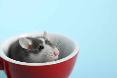 Photo of Adorable little rat peeking out of cup on light background, closeup. Space for text