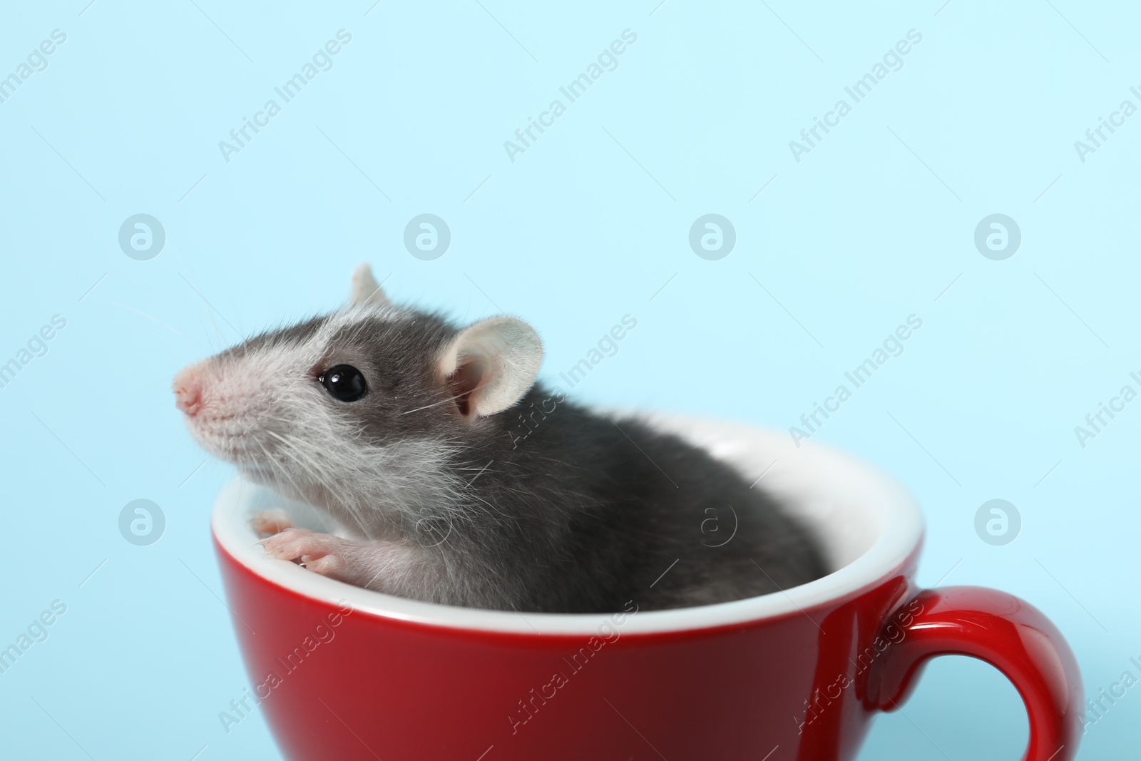 Photo of Adorable little rat peeking out of cup on light background, closeup