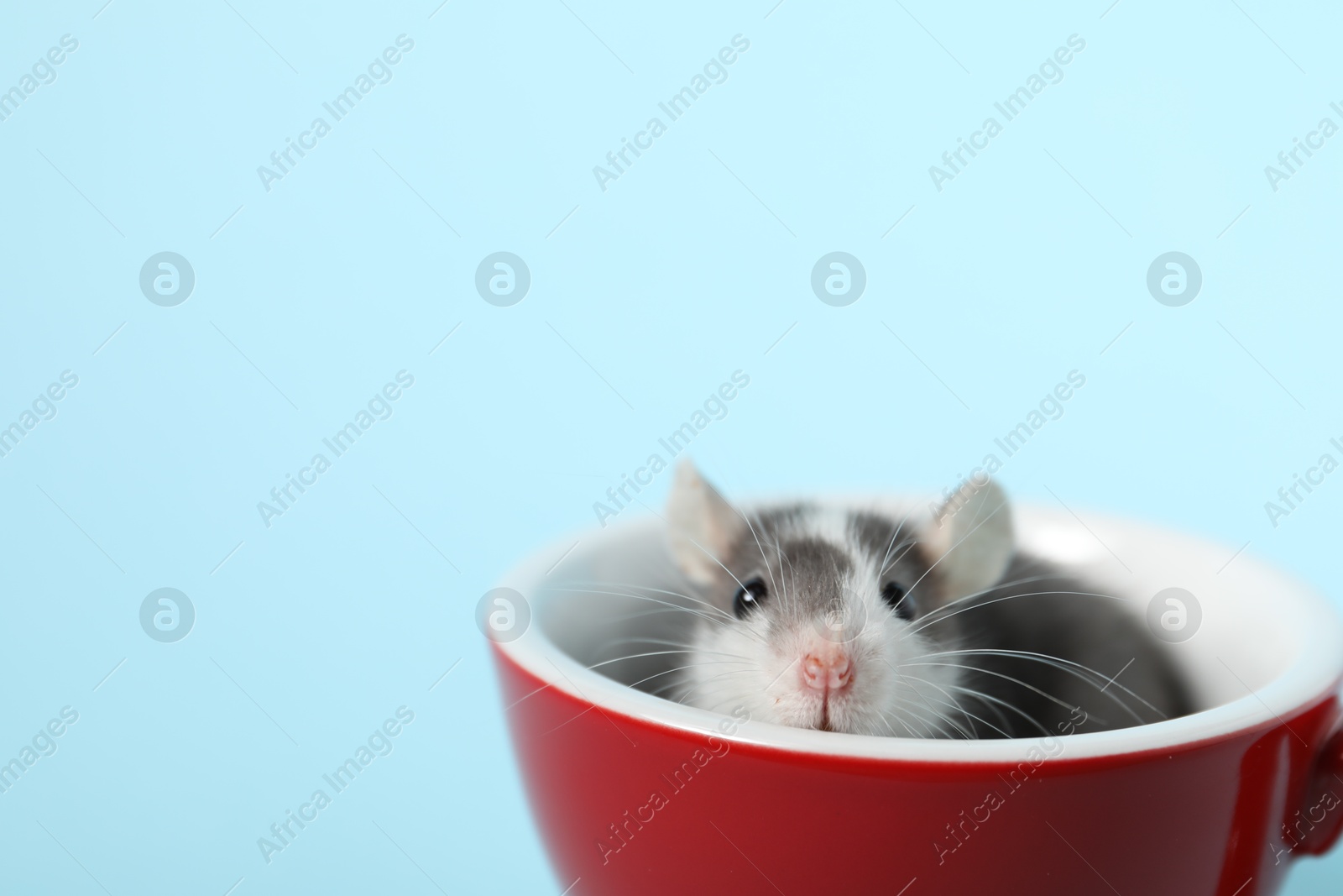 Photo of Adorable little rat peeking out of cup on light background, closeup. Space for text