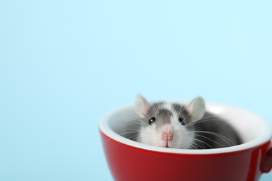 Photo of Adorable little rat peeking out of cup on light background, closeup. Space for text