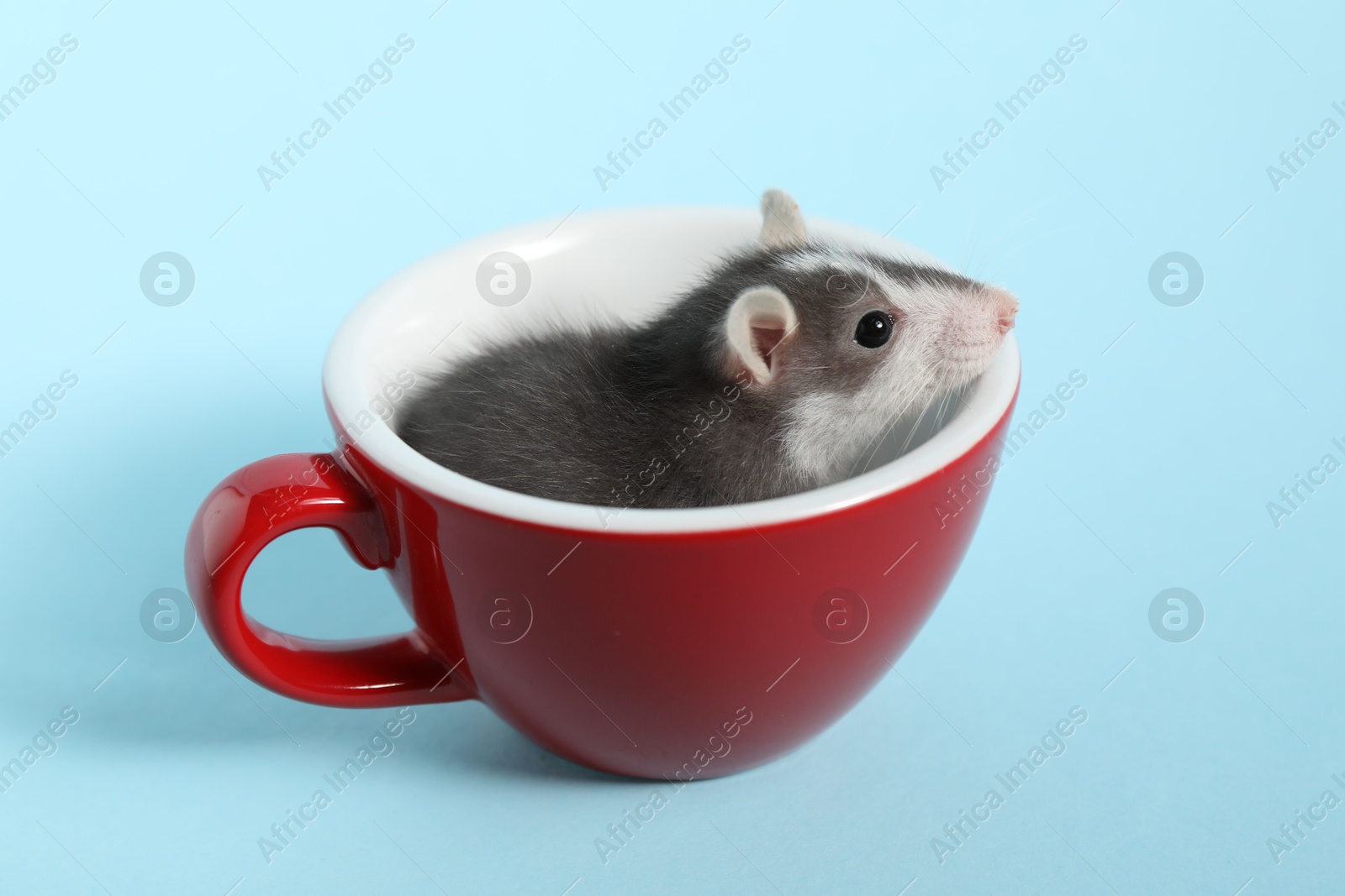 Photo of Adorable little rat peeking out of cup on light background, closeup