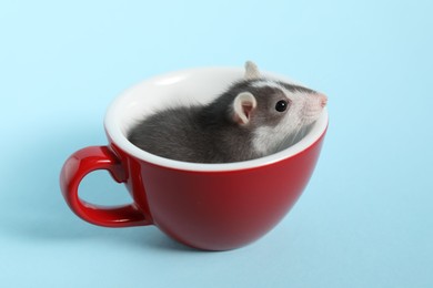 Photo of Adorable little rat peeking out of cup on light background, closeup