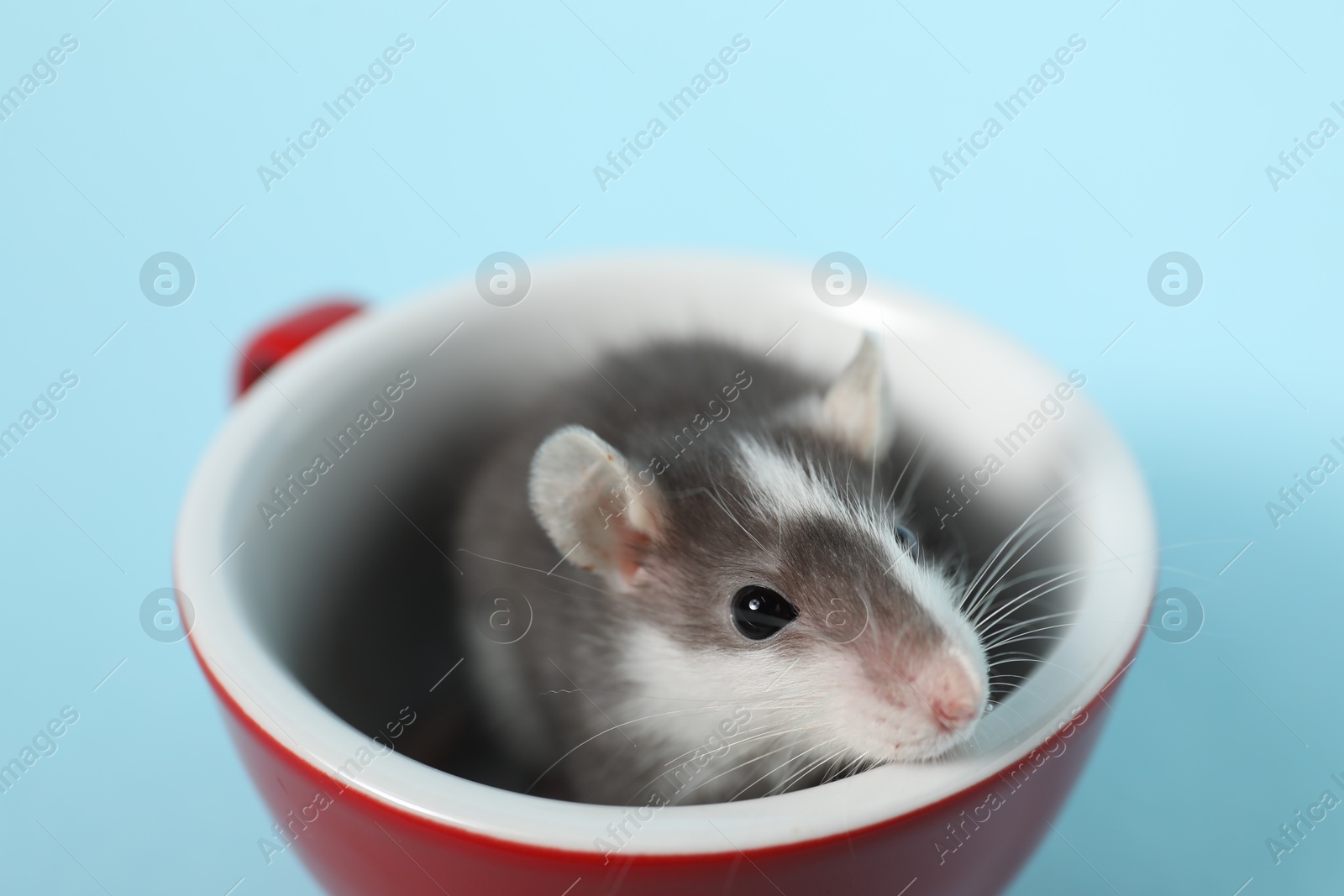 Photo of Adorable little rat peeking out of cup on light background, closeup