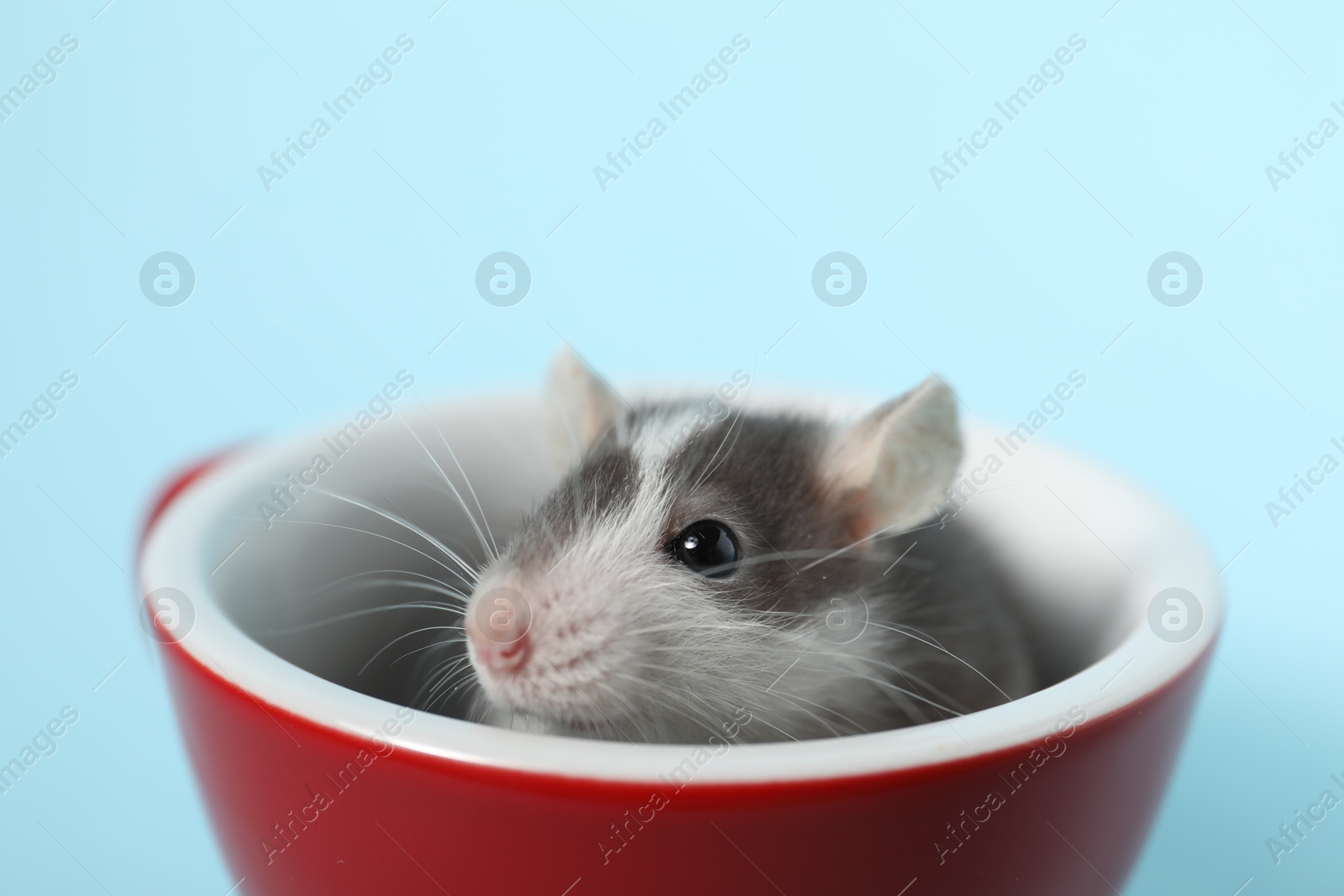 Photo of Adorable little rat peeking out of cup on light background, closeup