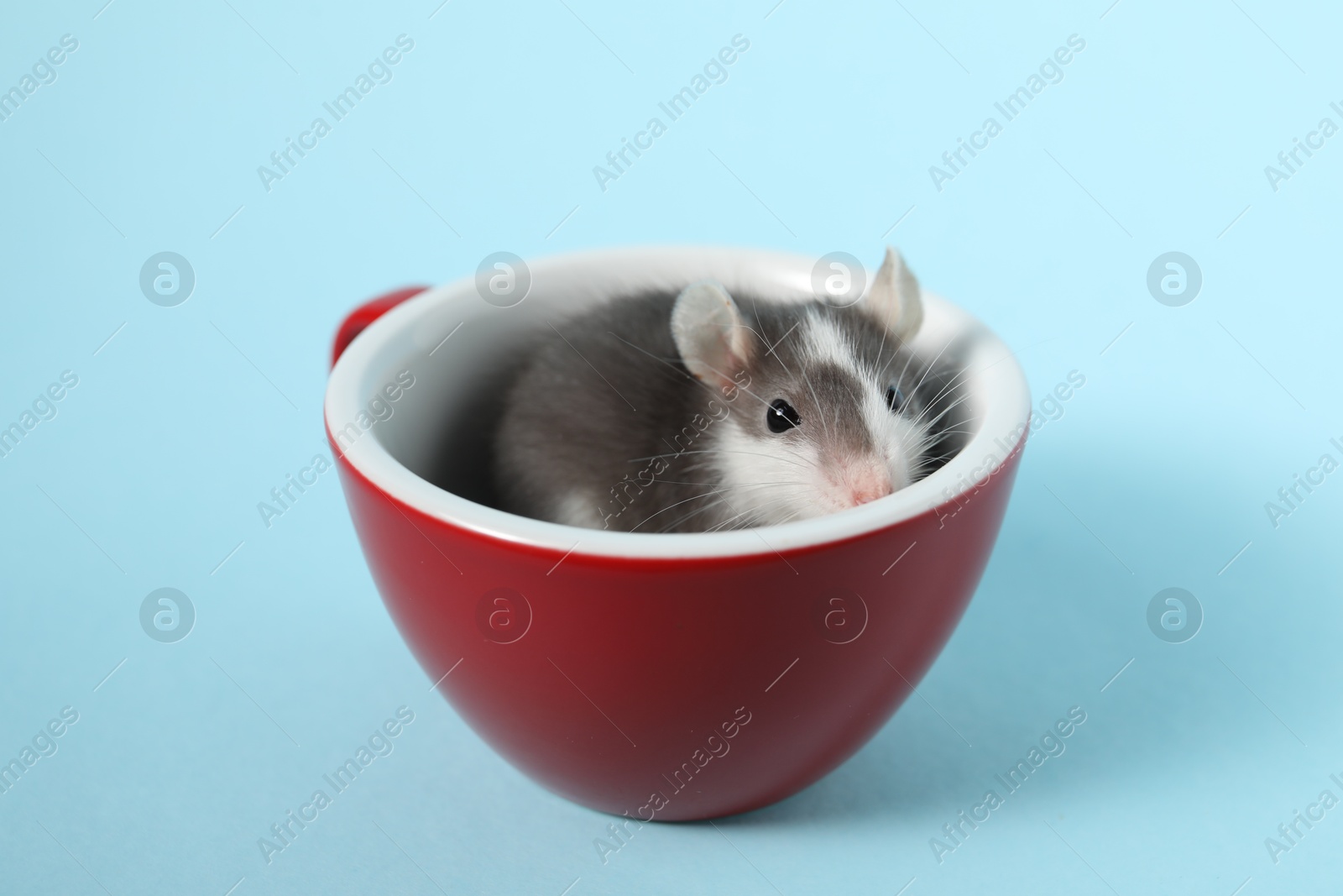 Photo of Adorable little rat and cup on light background, closeup