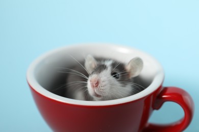 Photo of Adorable little rat peeking out of cup on light background, closeup