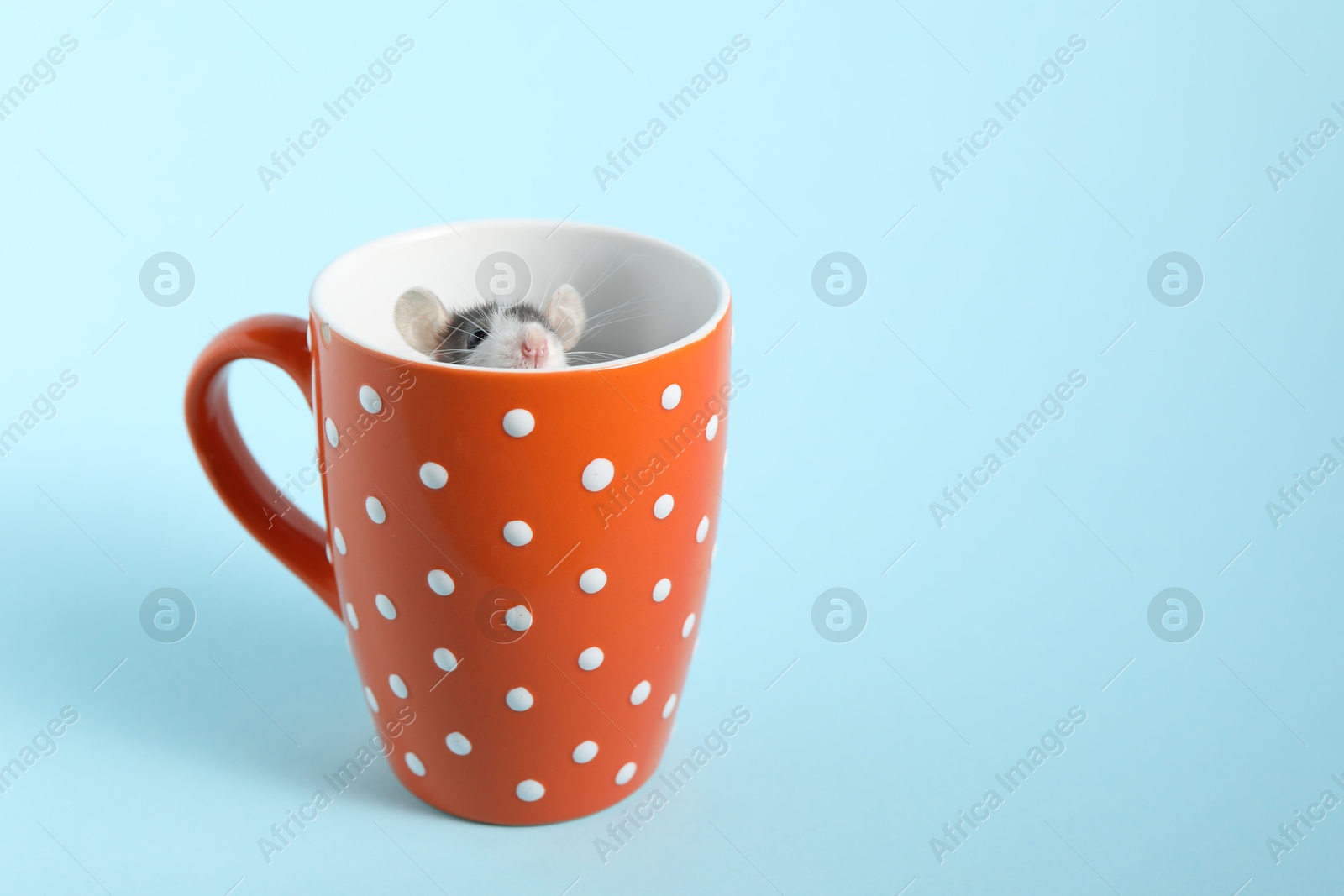 Photo of Adorable little rat peeking out of cup on light background, closeup. Space for text