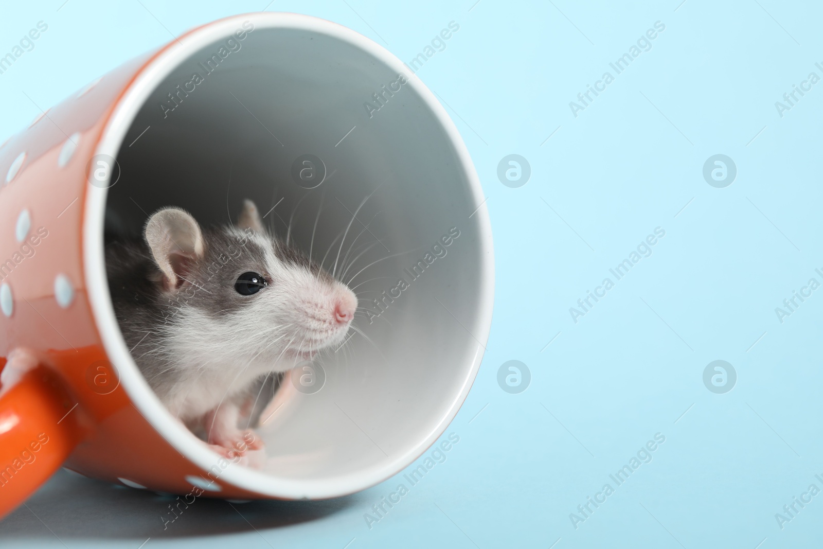 Photo of Adorable little rat peeking out of cup on light background, closeup. Space for text