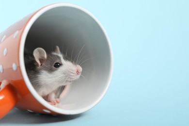 Adorable little rat peeking out of cup on light background, closeup. Space for text