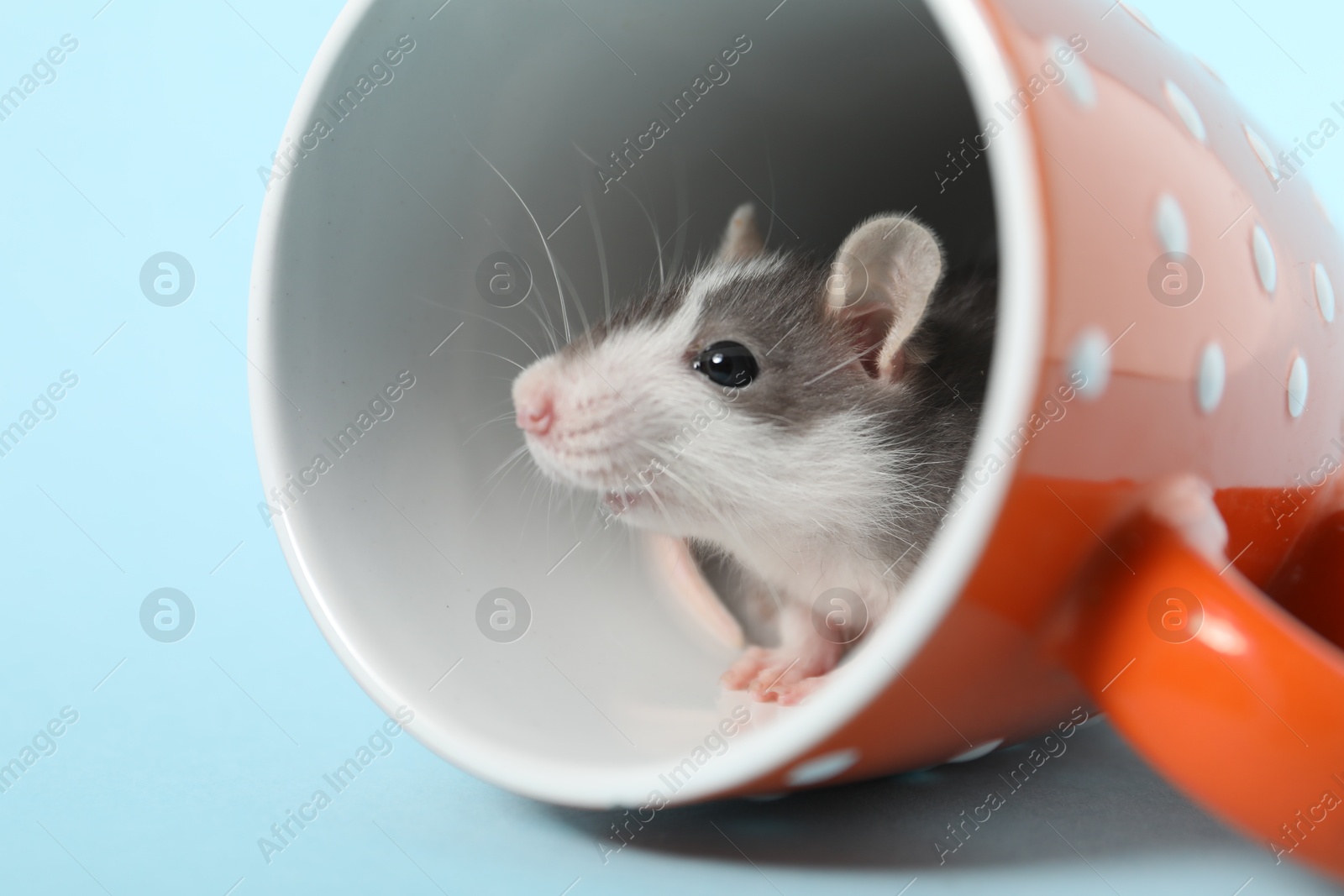 Photo of Adorable little rat peeking out of cup on light background, closeup