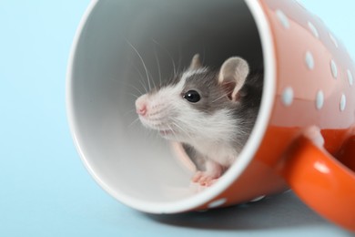 Photo of Adorable little rat peeking out of cup on light background, closeup