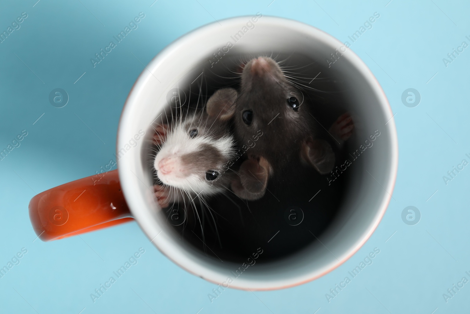 Photo of Adorable little rats and cup on light background, top view