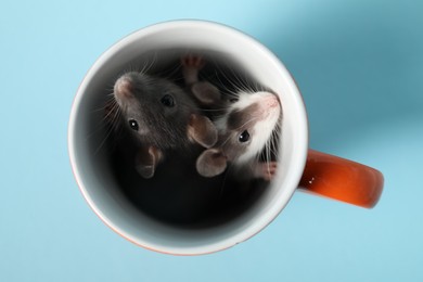 Photo of Adorable little rats and cup on light background, top view