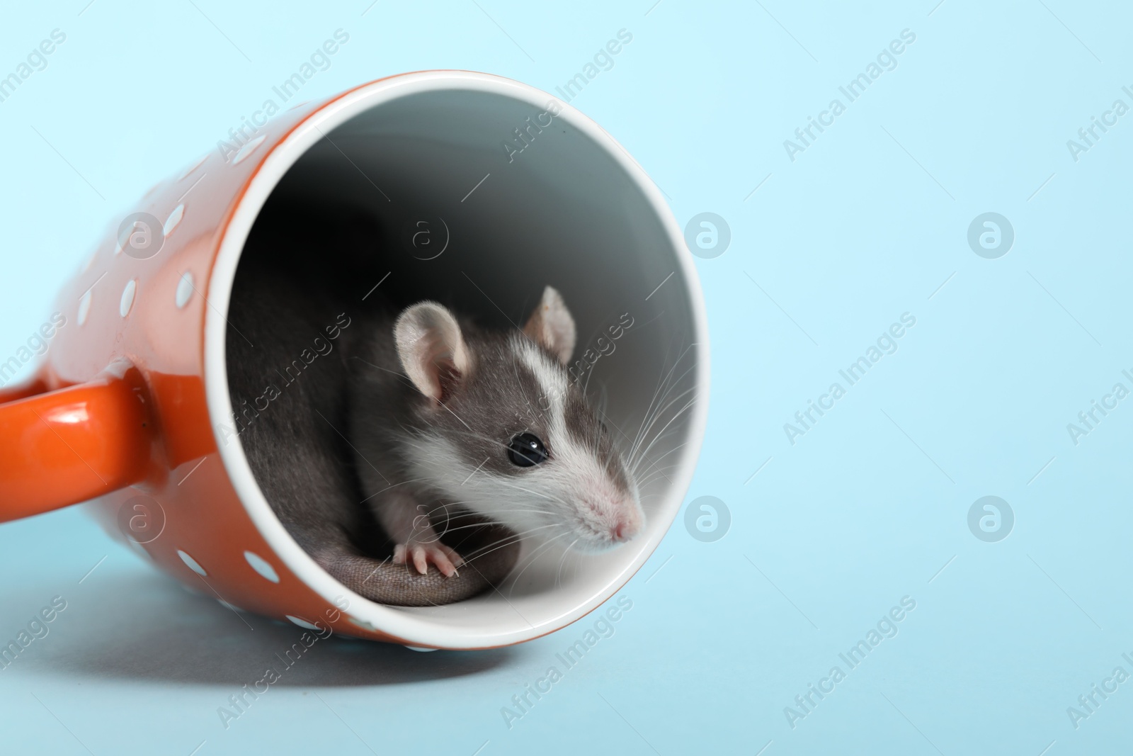 Photo of Adorable little rat peeking out of cup on light background, closeup. Space for text