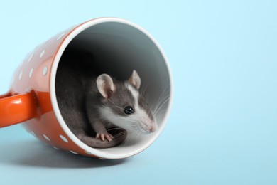 Photo of Adorable little rat peeking out of cup on light background, closeup. Space for text