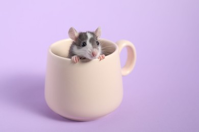 Photo of Adorable little rat peeking out of cup on violet background, closeup