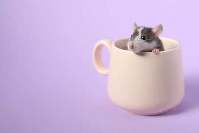 Photo of Adorable little rat peeking out of cup on violet background, closeup. Space for text