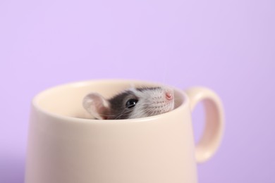 Adorable little rat peeking out of cup on violet background, closeup