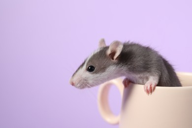 Photo of Adorable little rat peeking out of cup on violet background, closeup. Space for text