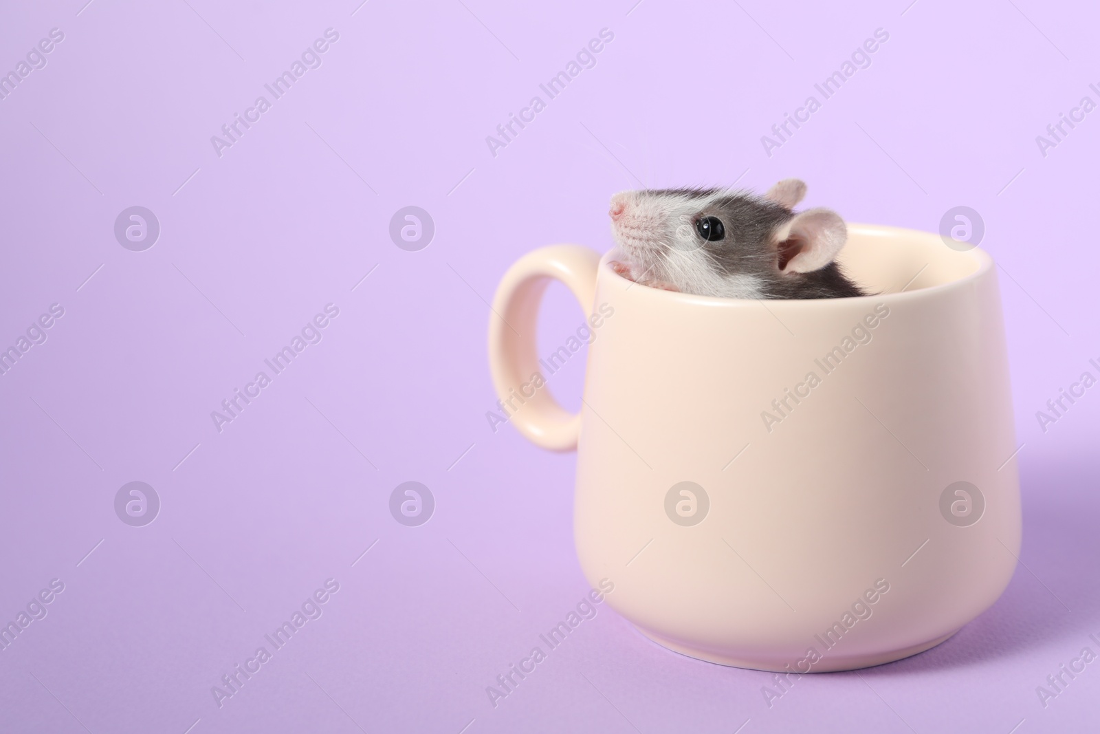 Photo of Adorable little rat peeking out of cup on violet background, closeup. Space for text