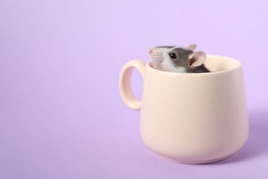 Photo of Adorable little rat peeking out of cup on violet background, closeup. Space for text