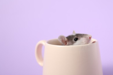 Photo of Adorable little rat peeking out of cup on violet background, closeup. Space for text