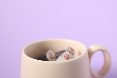 Photo of Adorable little rat peeking out of cup on violet background, closeup