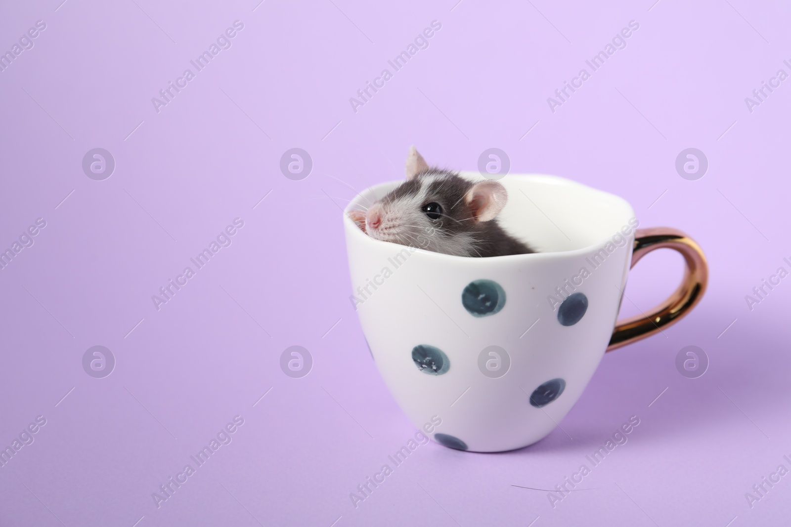 Photo of Adorable little rat peeking out of cup on violet background, closeup. Space for text