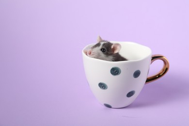 Photo of Adorable little rat peeking out of cup on violet background, closeup. Space for text