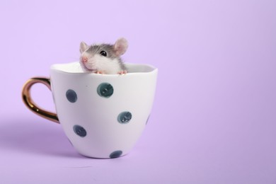 Photo of Adorable little rat peeking out of cup on violet background, closeup. Space for text