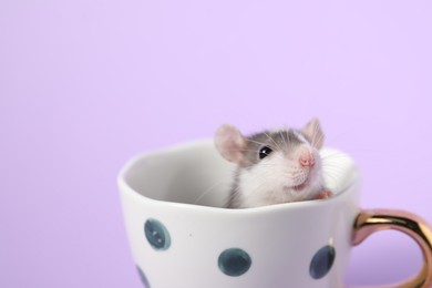 Photo of Adorable little rat peeking out of cup on violet background, closeup. Space for text