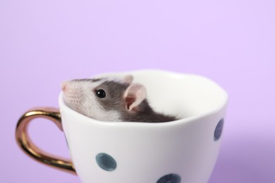 Adorable little rat peeking out of cup on violet background, closeup