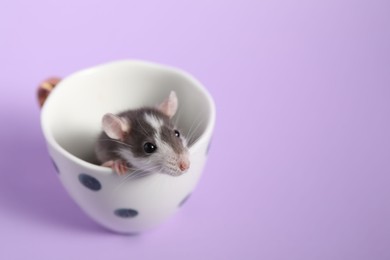 Photo of Adorable little rat peeking out of cup on violet background, closeup. Space for text