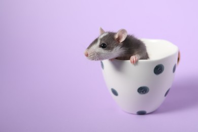 Photo of Adorable little rat peeking out of cup on violet background, closeup. Space for text