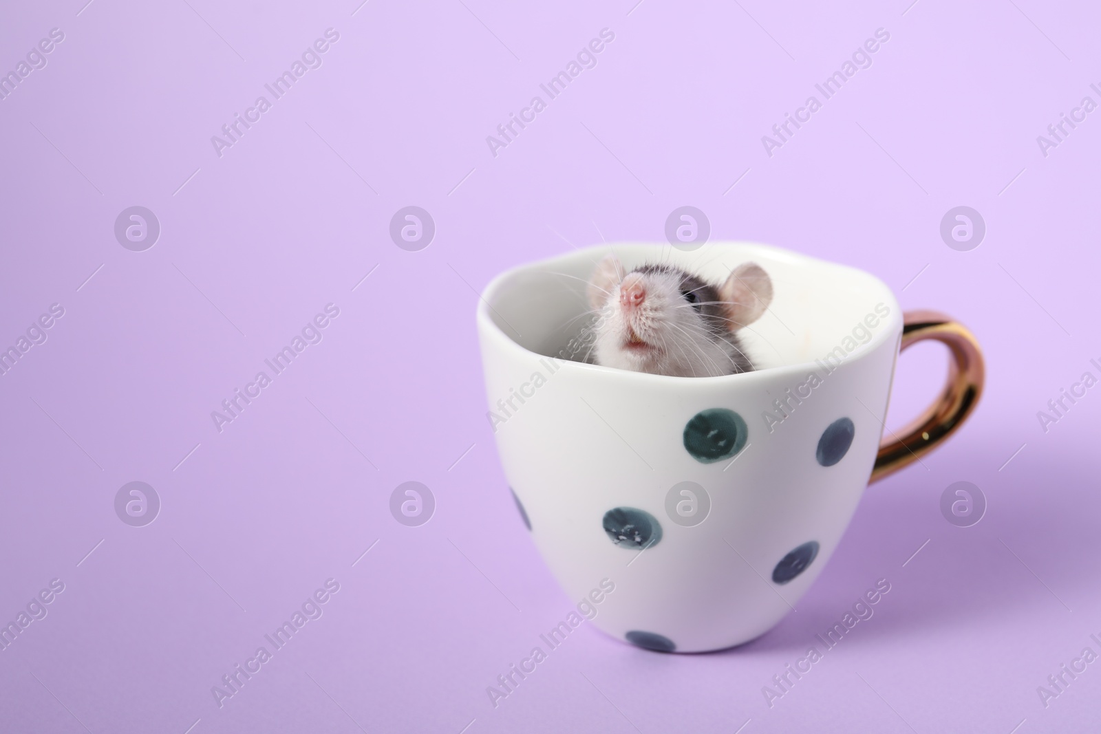 Photo of Adorable little rat peeking out of cup on violet background, closeup. Space for text