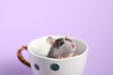 Photo of Adorable little rat peeking out of cup on violet background, closeup