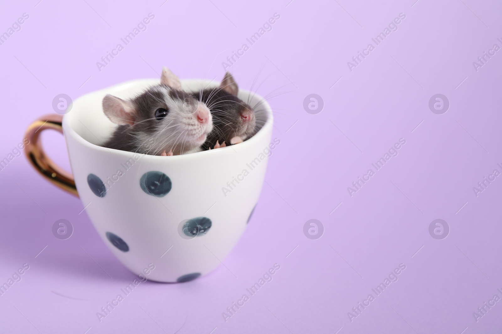 Photo of Adorable little rats peeking out of cup on violet background, closeup. Space for text