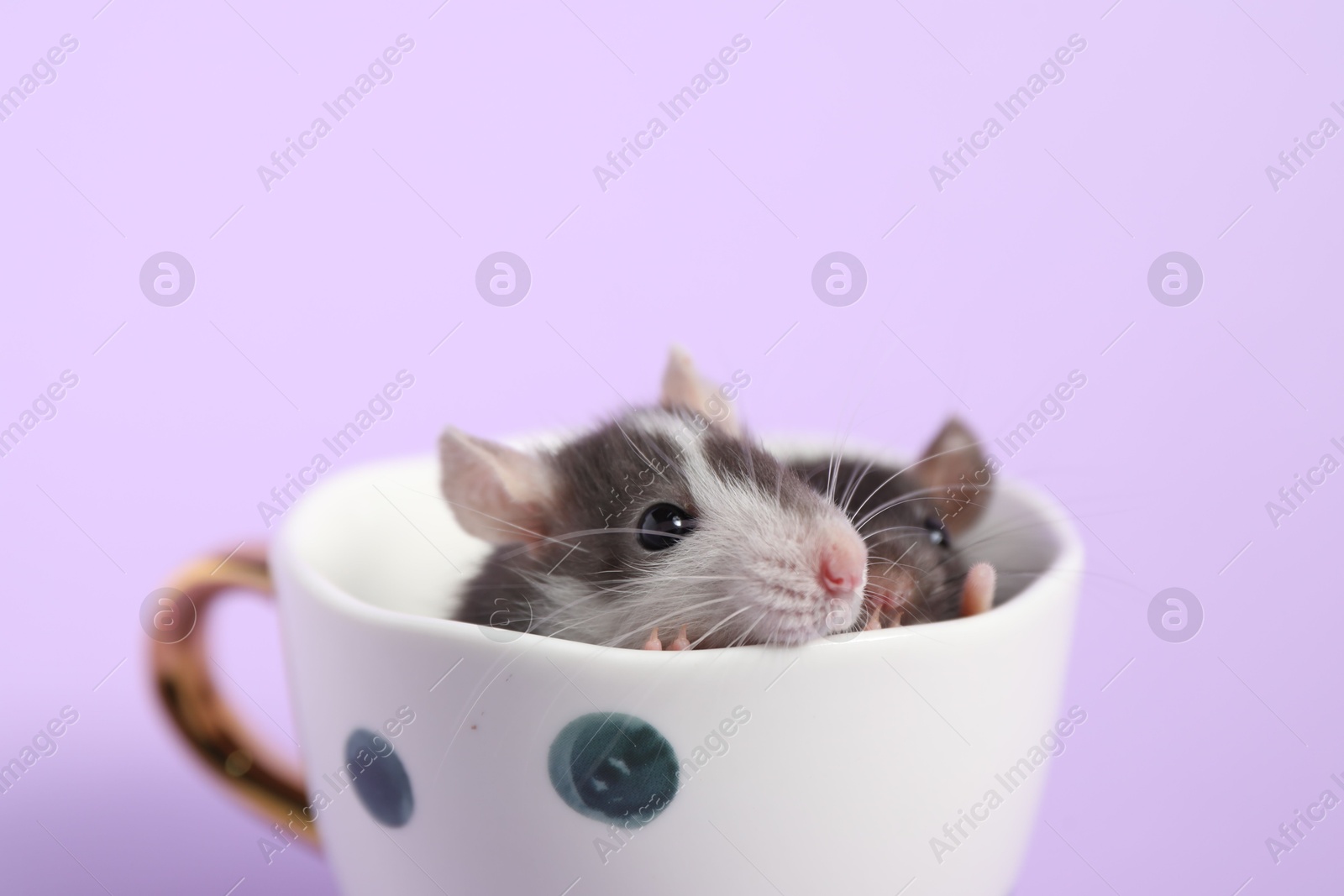 Photo of Adorable little rats peeking out of cup on violet background, closeup