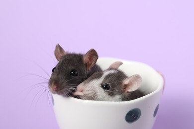 Photo of Adorable little rats peeking out of cup on violet background, closeup