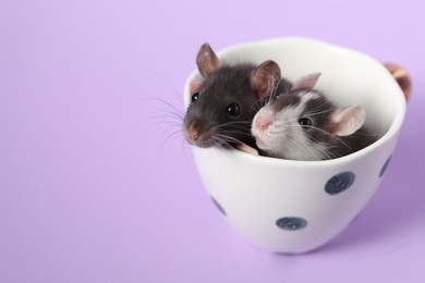 Photo of Adorable little rats peeking out of cup on violet background, closeup. Space for text