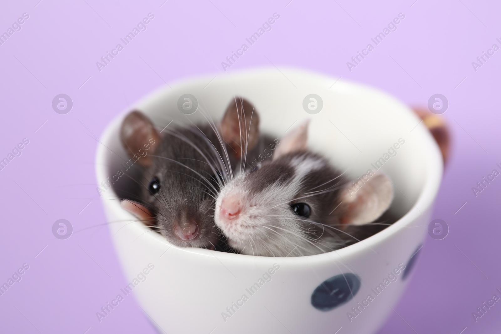 Photo of Adorable little rats peeking out of cup on violet background, closeup