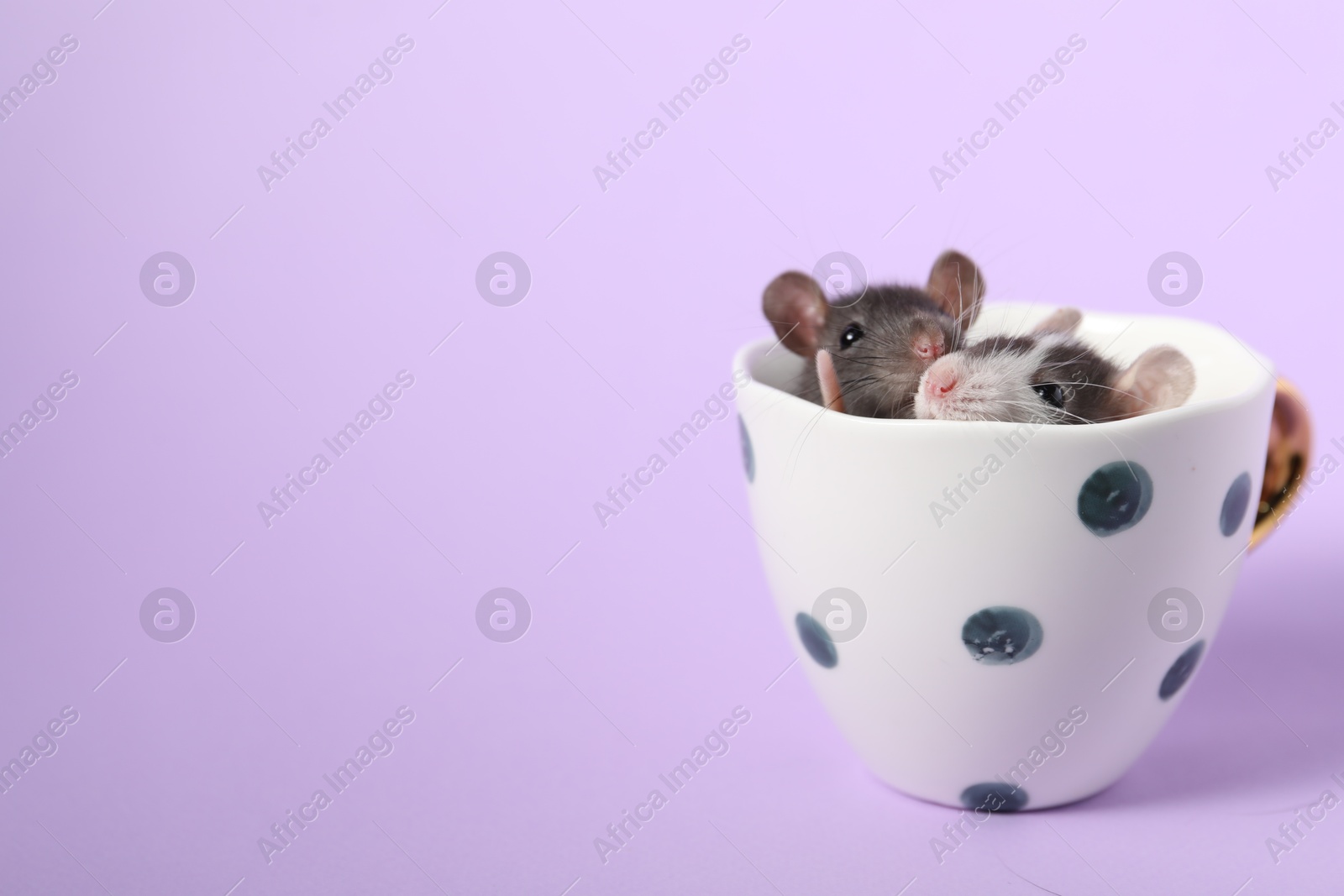 Photo of Adorable little rats peeking out of cup on violet background, closeup. Space for text