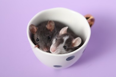 Adorable little rats peeking out of cup on violet background, closeup