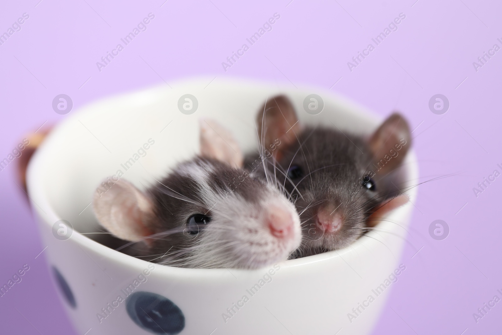 Photo of Adorable little rats peeking out of cup on violet background, closeup