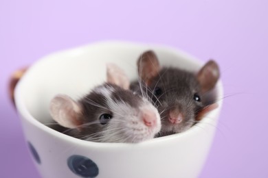 Adorable little rats peeking out of cup on violet background, closeup